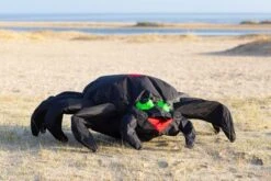 Bouncing Buddy Spider