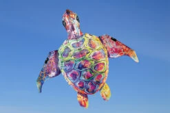 Rainbow Sea Turtle