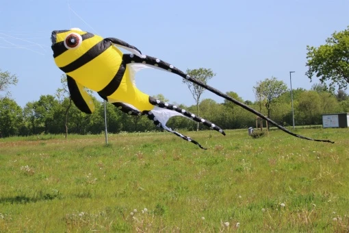 Cardinal Fish 7m 6 Cardinal Fish 7m – Bild 4